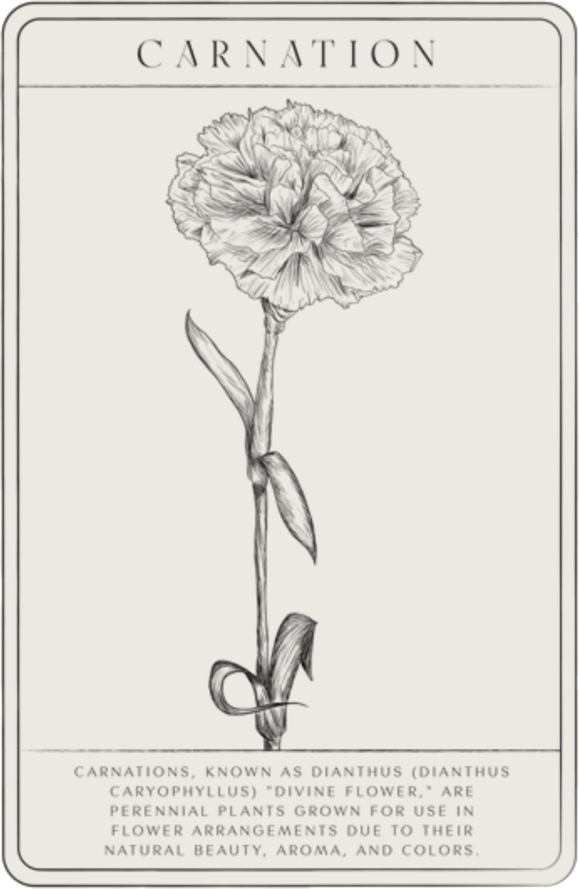 carnations-min