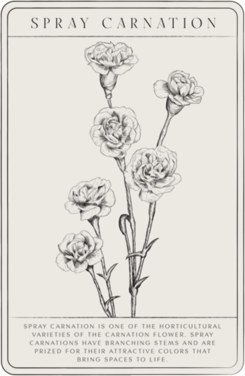 spray-carnation-min