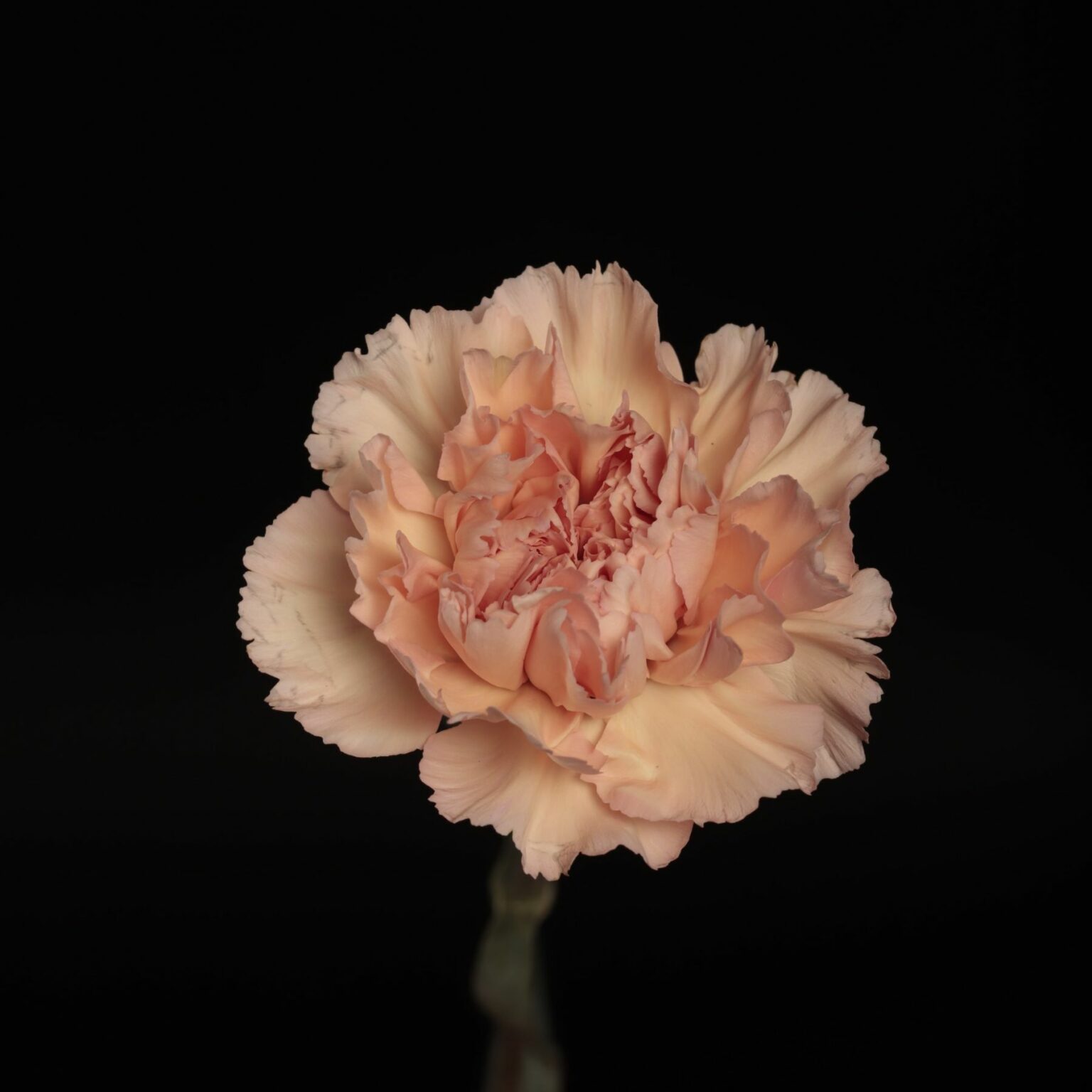 Roses, Carnations and Mini carnations from Colombia - Peachy Mambo