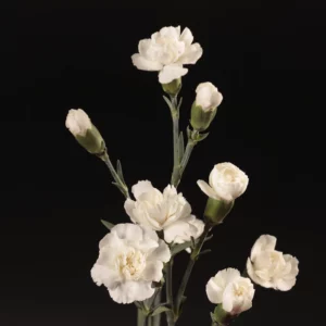 Paloma