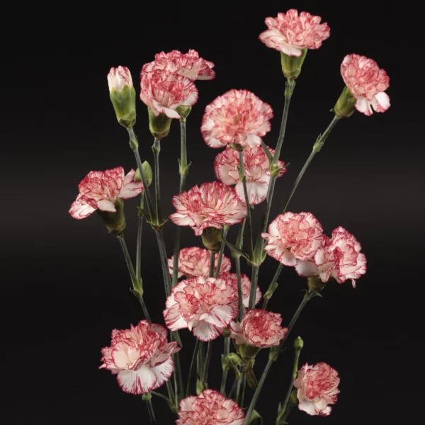 Payaso Roses Payaso – Serrezuela Flowers