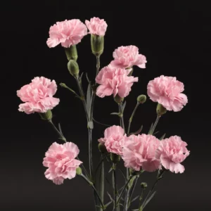 Rosadita