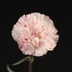 Yukari Cherry