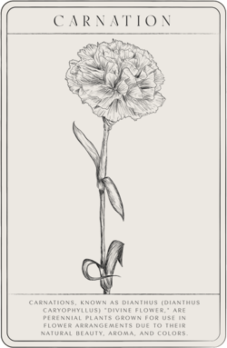 carnations-min